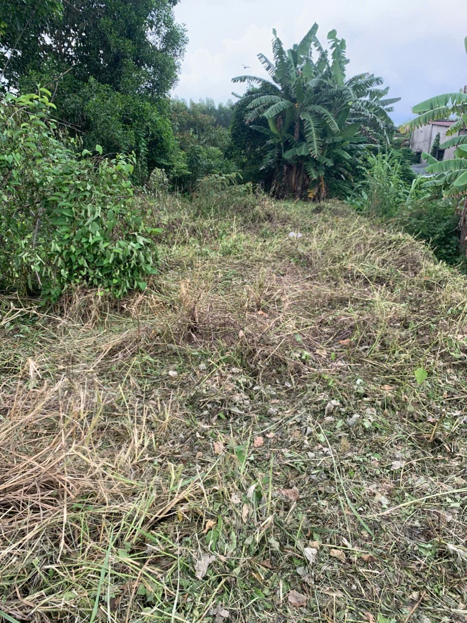 Bán đất Mặt Tiền Bàu Cạn - Long Phước - Đồng Nai, 589,2m², 300m² đất ở, đối Diện KCN Bàu Cạn - Tân Hiệp - Ảnh 1