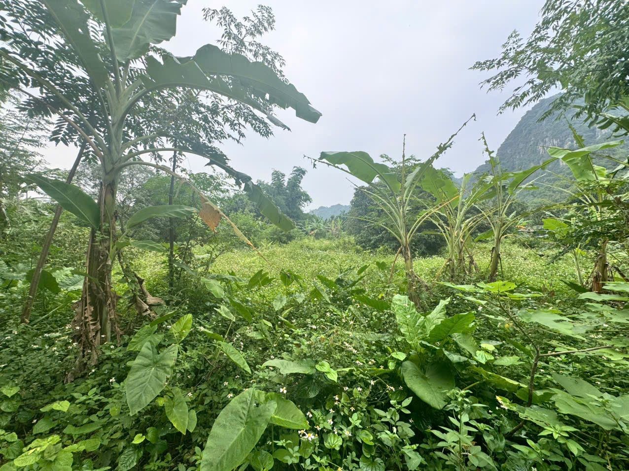 3233m có 400 thổ cư - VIEW NÚI NON HÙNG VĨ - Liên sơn, Lương sơn - giá hơn 2tr/m