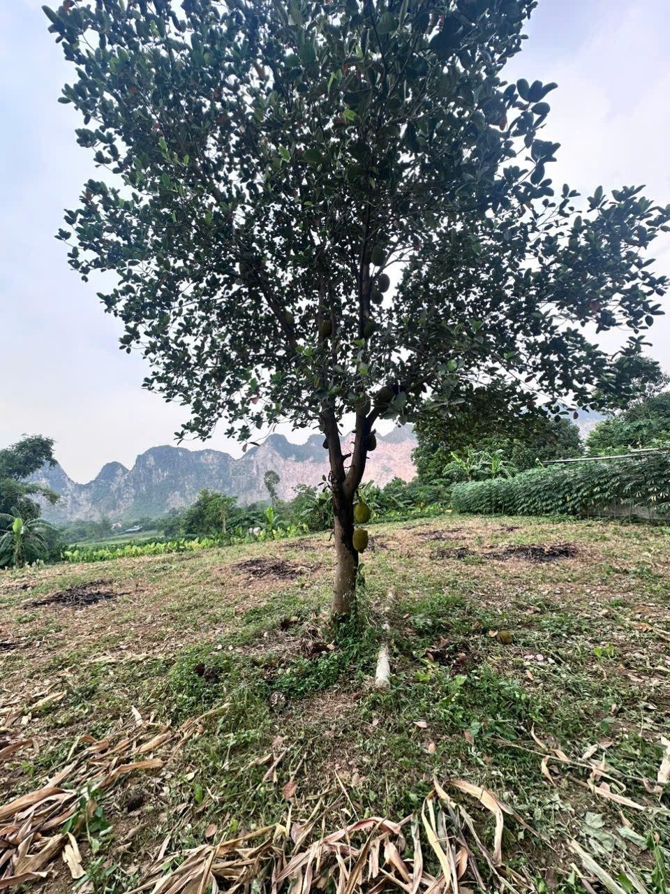 2142m có sẵn 200m thổ cư - View núi đá - Xã Liên Sơn Huyện Lương Sơn - Ảnh 2