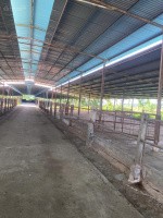 Cho thuê trang trại diện tích lớn tại Ninh Bình | Vị trí thuận tiện, giá thương lượng - Ảnh 1