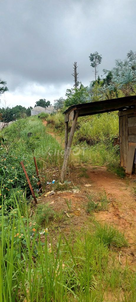 🔥 BÁN GẤP 3.000M² ĐẤT NÔNG NGHIỆP – 2 MẶT ĐƯỜNG – Ô TÔ VÀO TẬN NƠI 🔥 - Ảnh 2