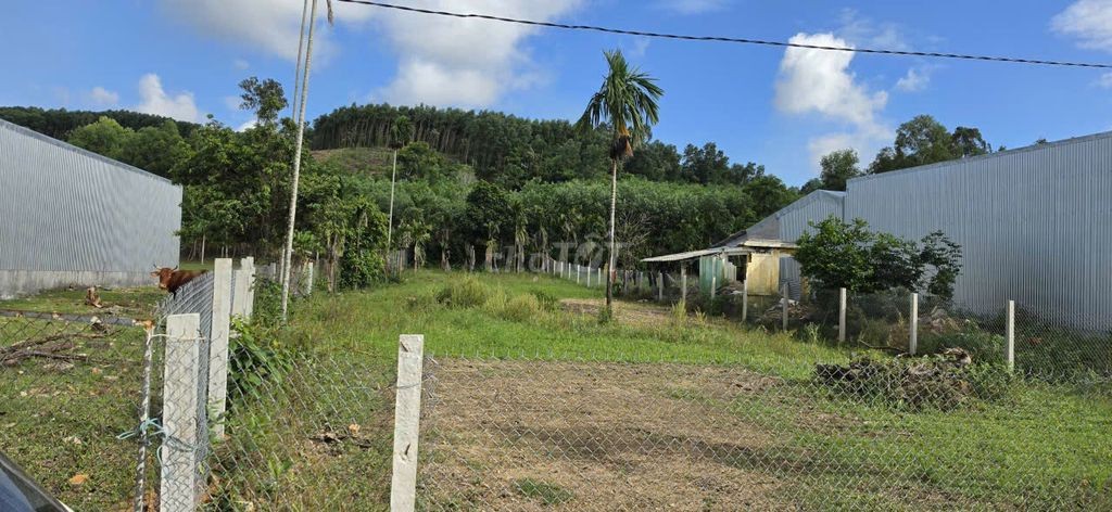 Đất 924m2 mặt tiền 13m gần KCN VSIP Quảng Ngãi - Ảnh 3