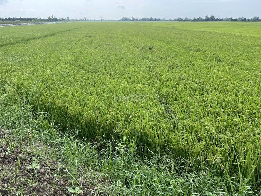 chính chủ bán gấp 2.398m2 đất lúa, tiềm năng đầu tư