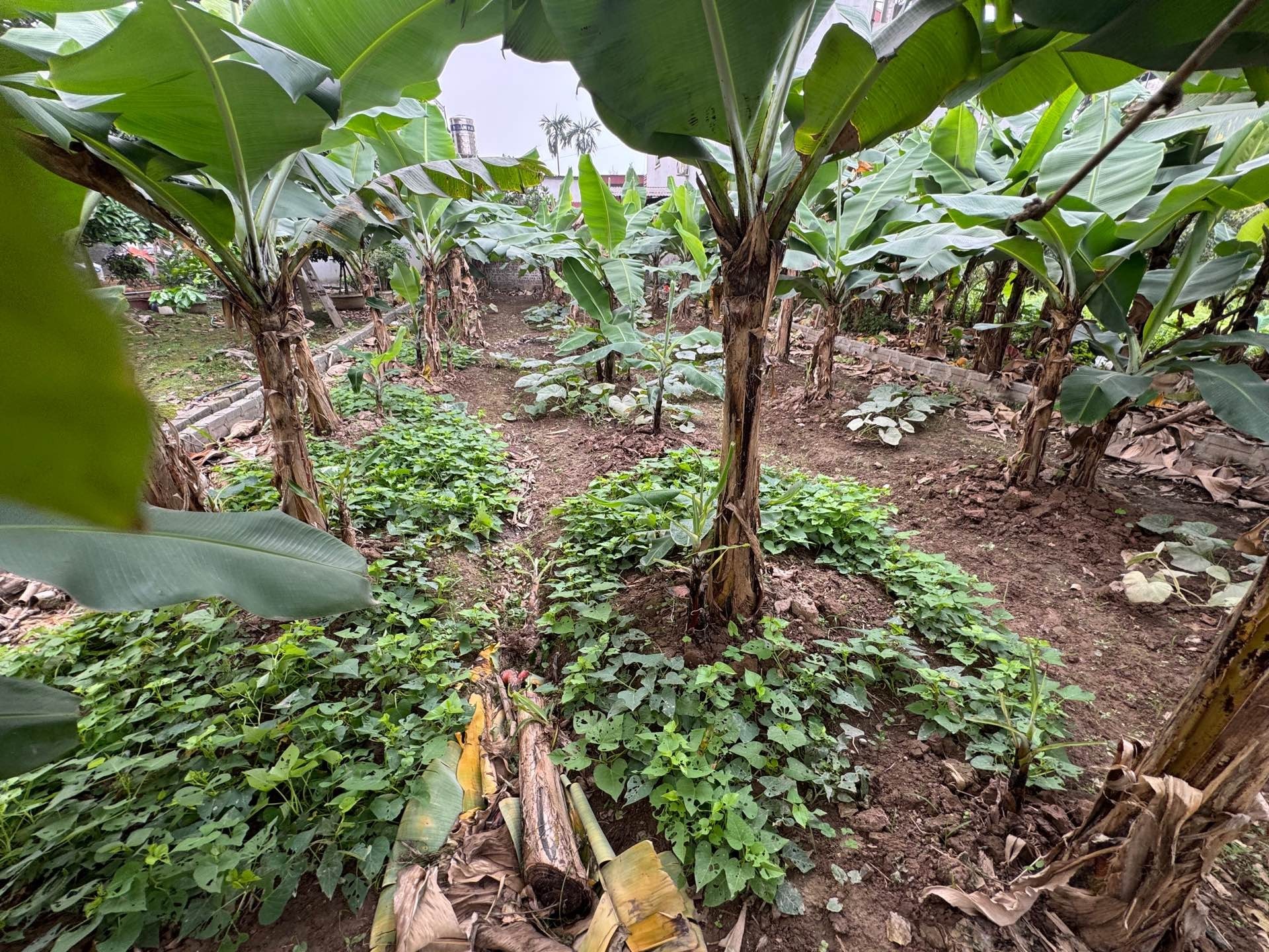 SIÊU PHẨM, VĨNH TUY-VĂN GIANG, MẶT TIỀN 7 MÉT, NGÕ NÔNG- THÔNG TỨ NGẢ, CHỈ 45 TRIỆU/M. - Ảnh 1