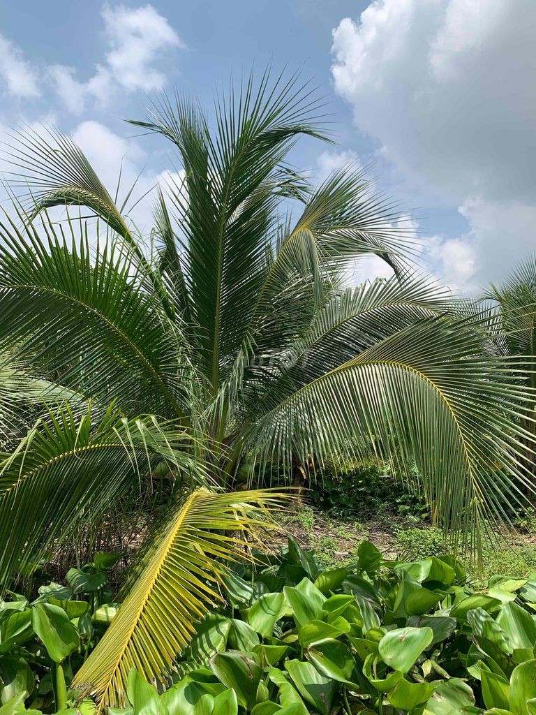đất vườn Đồng Tháp - Ảnh 2