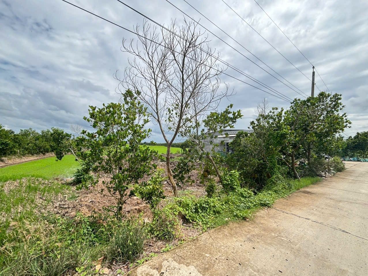 Bán Nhà riêng 1928.8m2 có sẵn 258 m2 thổ cư giá 1.95 tỷ tại Xã Hậu Thạnh Đông Huyện Tân Thạnh Long An - Ảnh 8