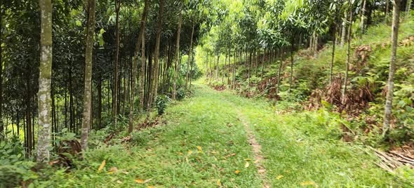✅Phú Thọ  Tân Phú, huyện Tân Sơn 40 ha full quế 5 năm