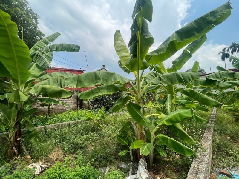 RUNG HOÀ, ĐỨC HỢP - Ô TÔ TRÁNH